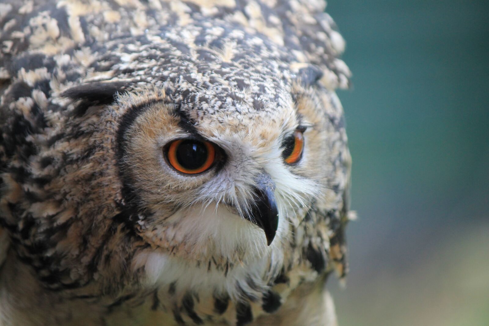 Canon EOS 1100D (EOS Rebel T3 / EOS Kiss X50) sample photo. Owl, eagle owl, eagle-owl photography