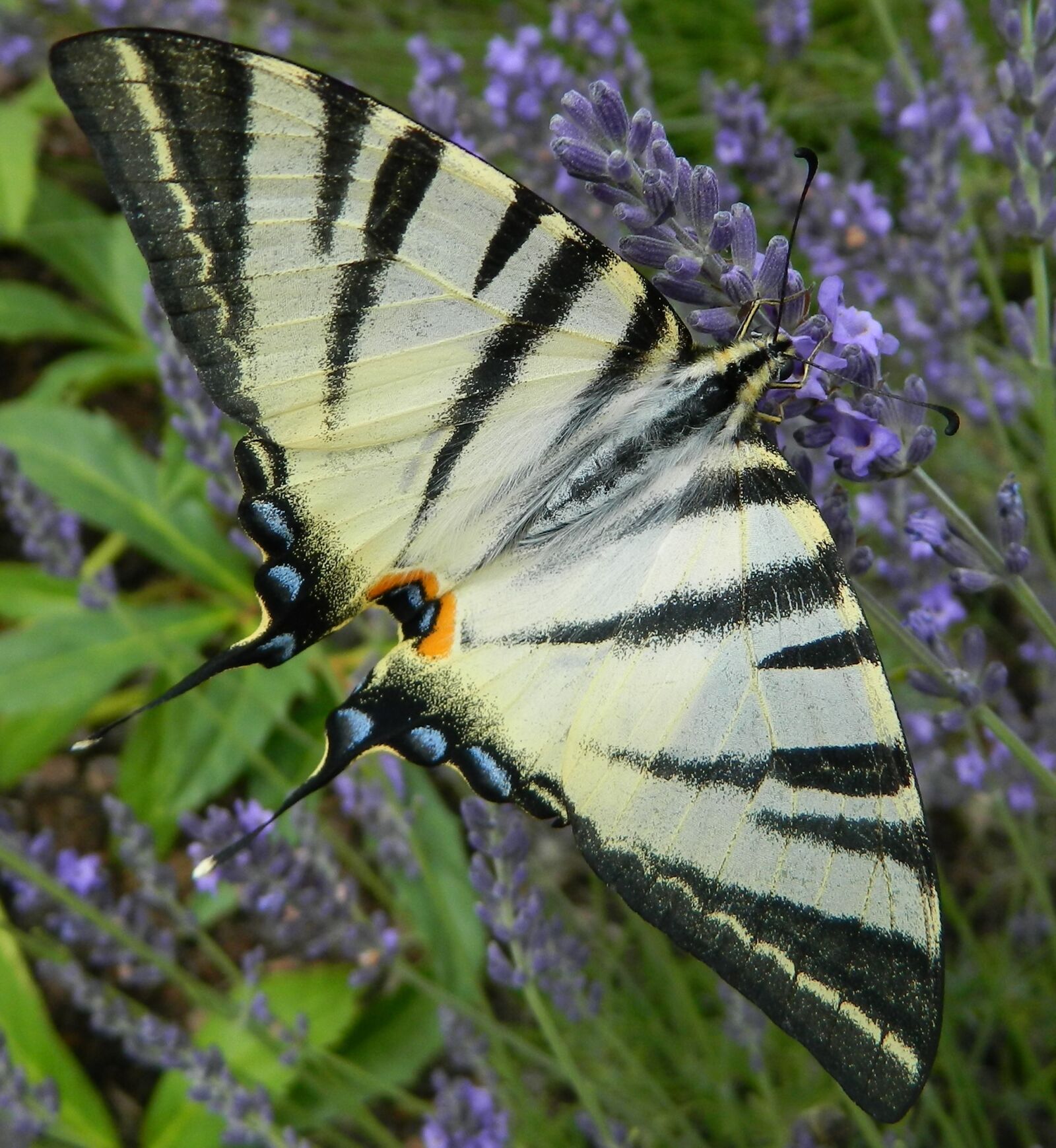 Nikon Coolpix L120 sample photo. Butterfly, czech republic, lavender photography