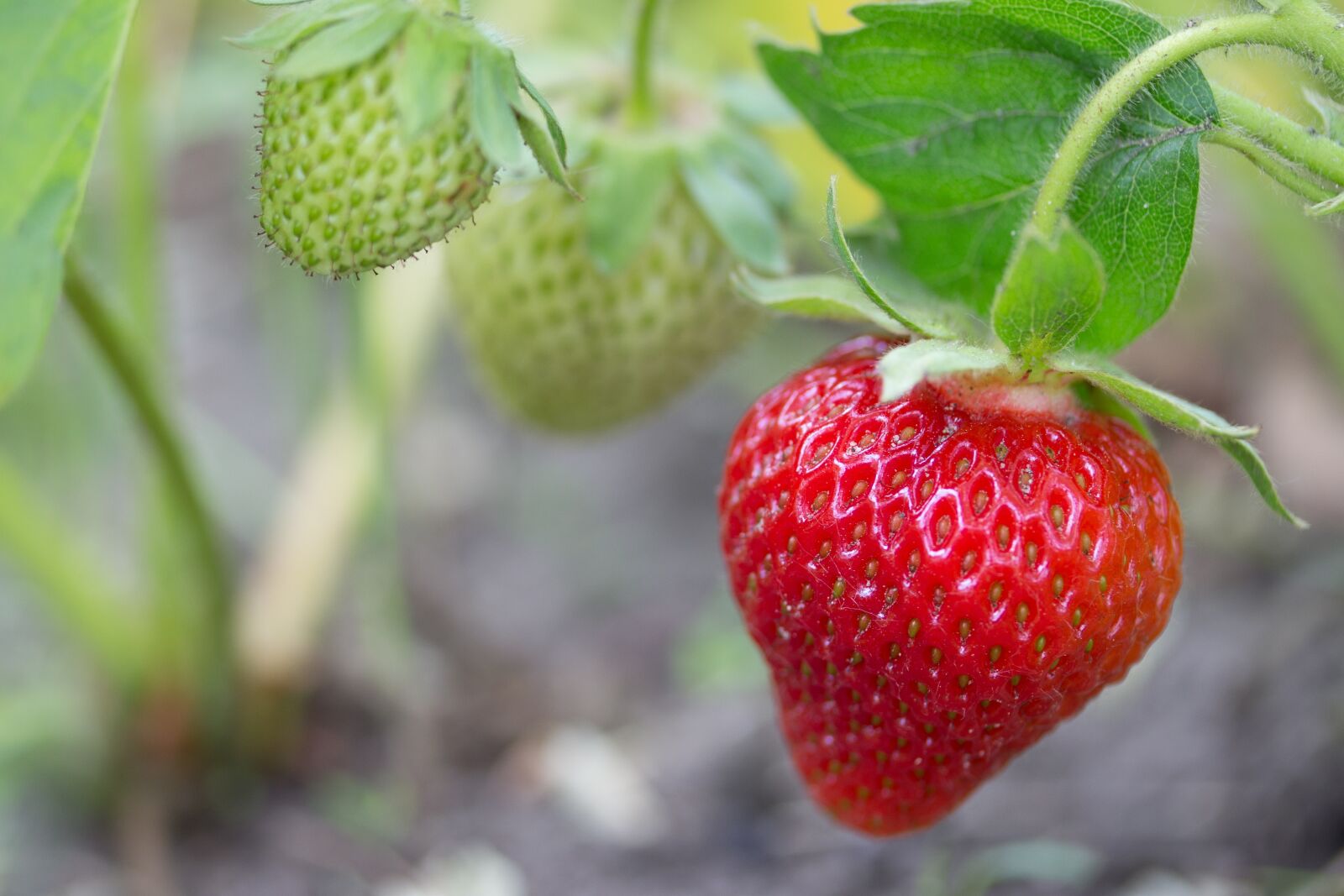 Canon EF-S 60mm F2.8 Macro USM sample photo. Strawberry, access, room photography