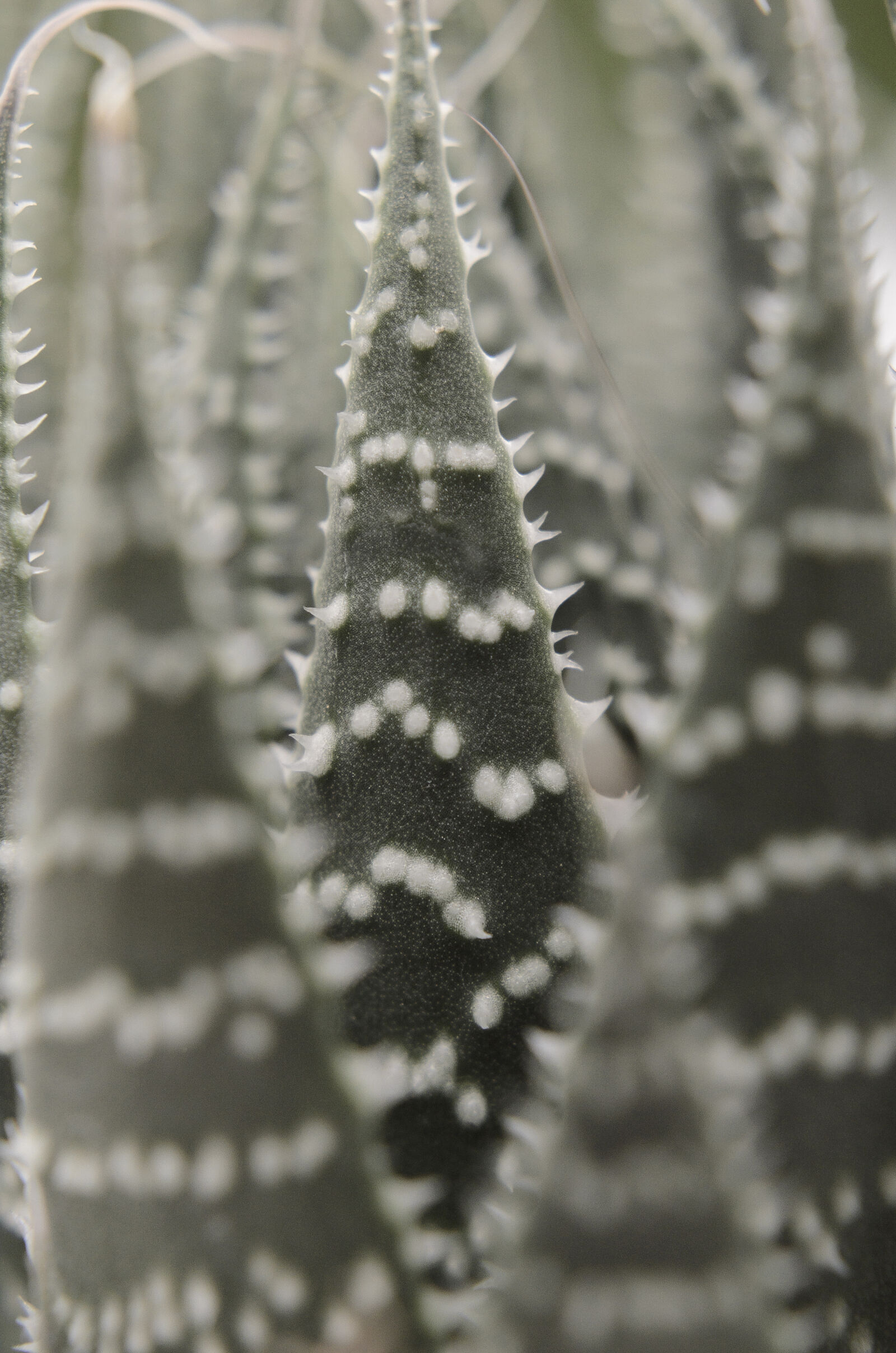 Nikon D7000 sample photo. Abstract, abstrato, background, brazilian photography