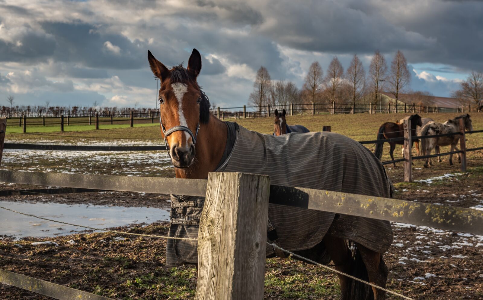 Nikon D750 sample photo. Horse head, horse, pasture photography