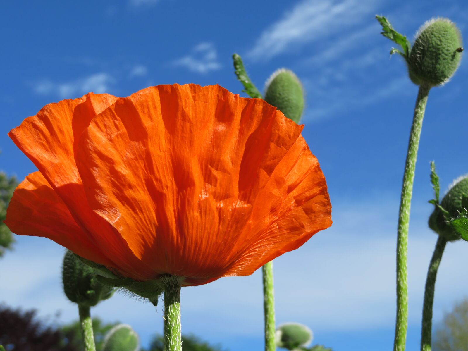 Canon PowerShot SX720 HS sample photo. Poppy, blossom, bloom photography