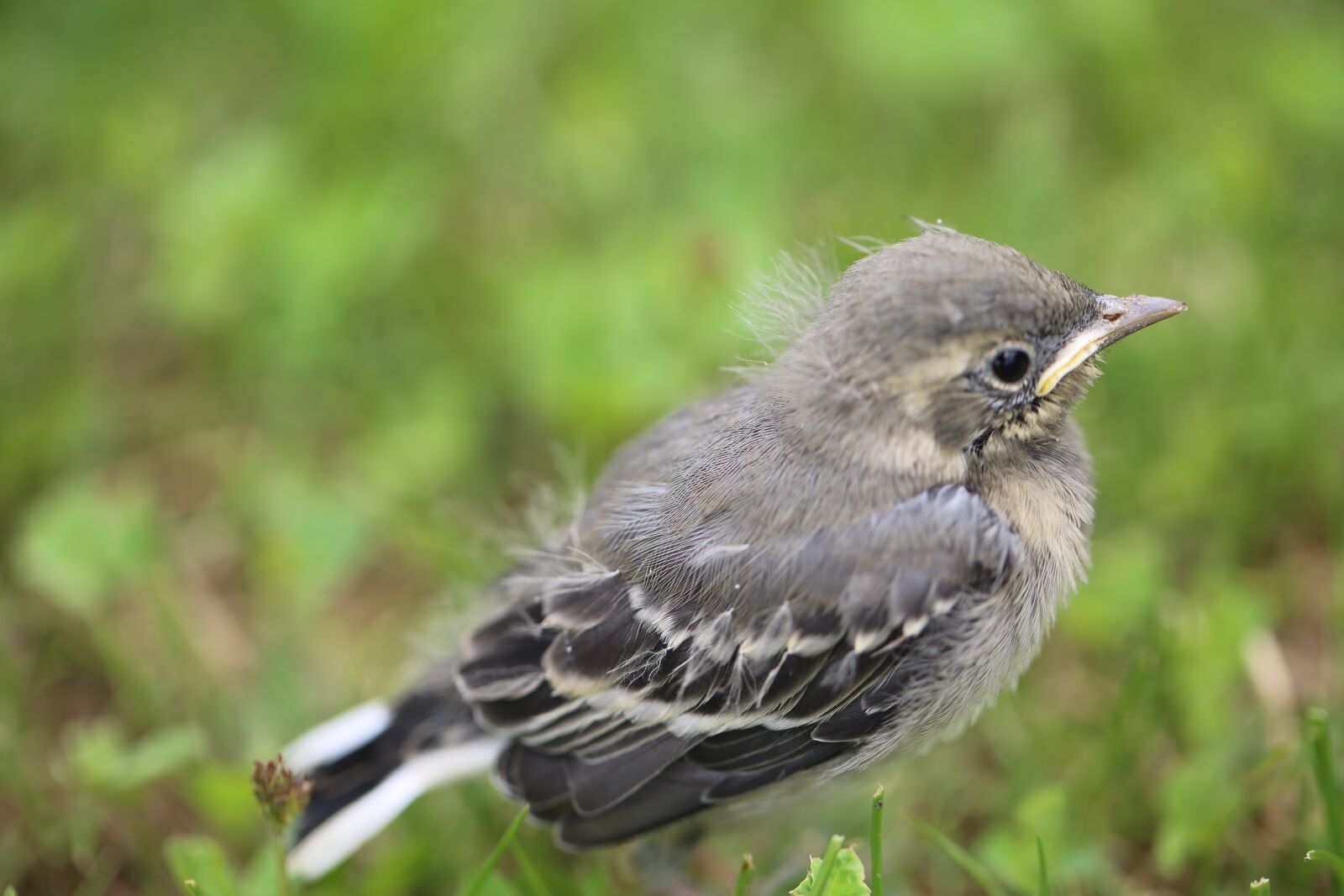 Canon EF 100mm F2.8L Macro IS USM sample photo. Bird, young, fluffy photography