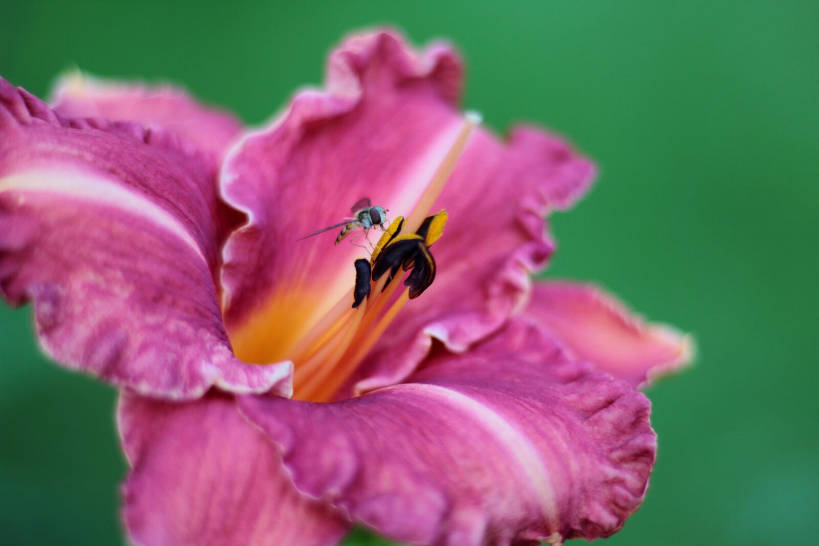 Canon EOS 600D (Rebel EOS T3i / EOS Kiss X5) sample photo. Hemerocallis pretty impressive, daylily photography