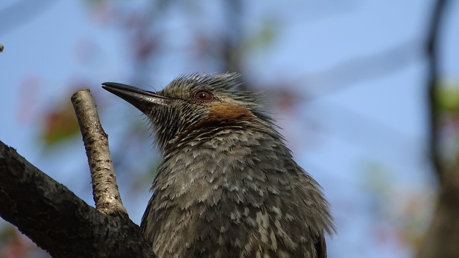 Sony Cyber-shot DSC-HX400V sample photo. Wildlife, nature, new photography