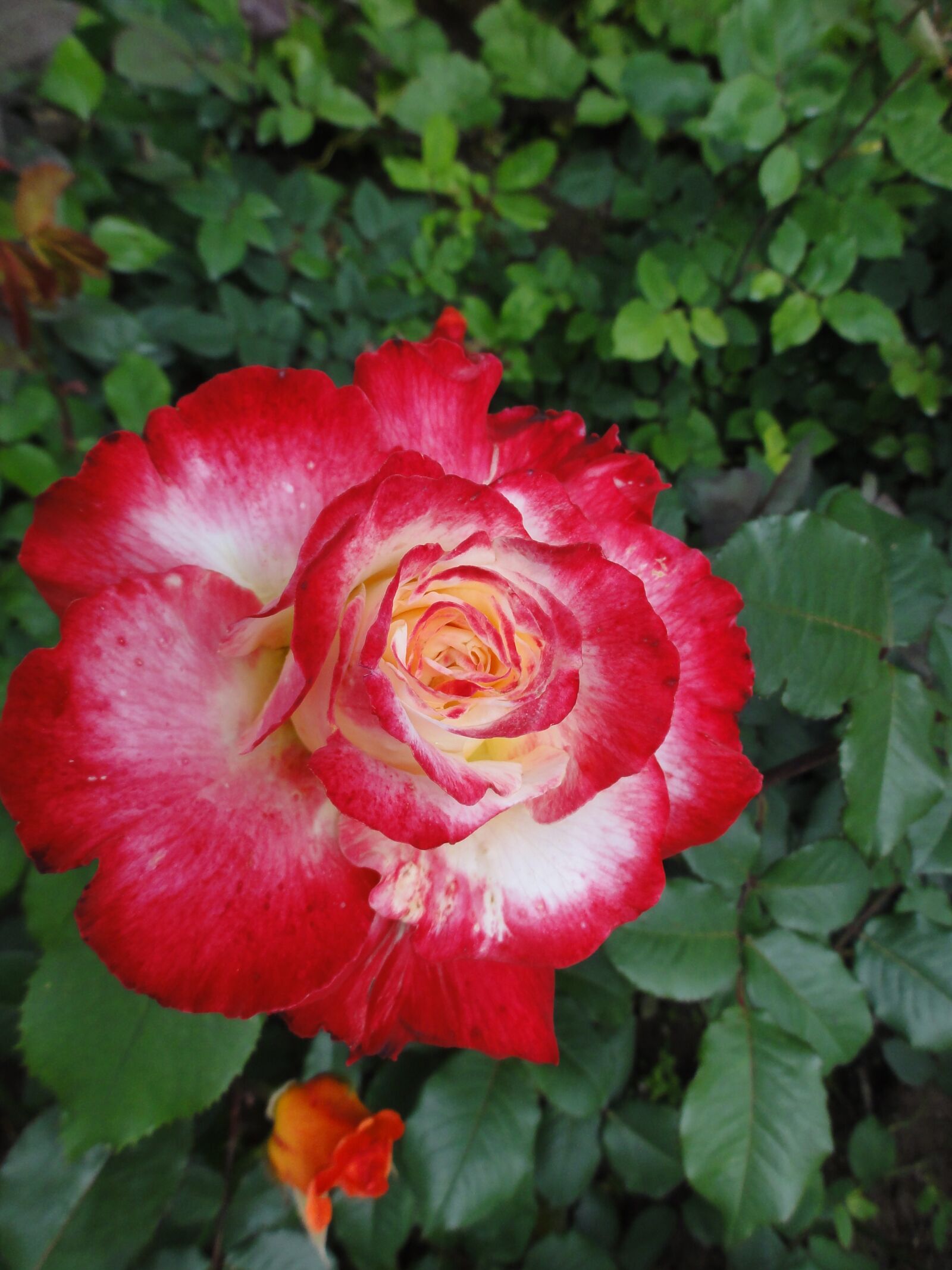 Sony DSC-HX5V sample photo. Color, fire rose, splendor photography
