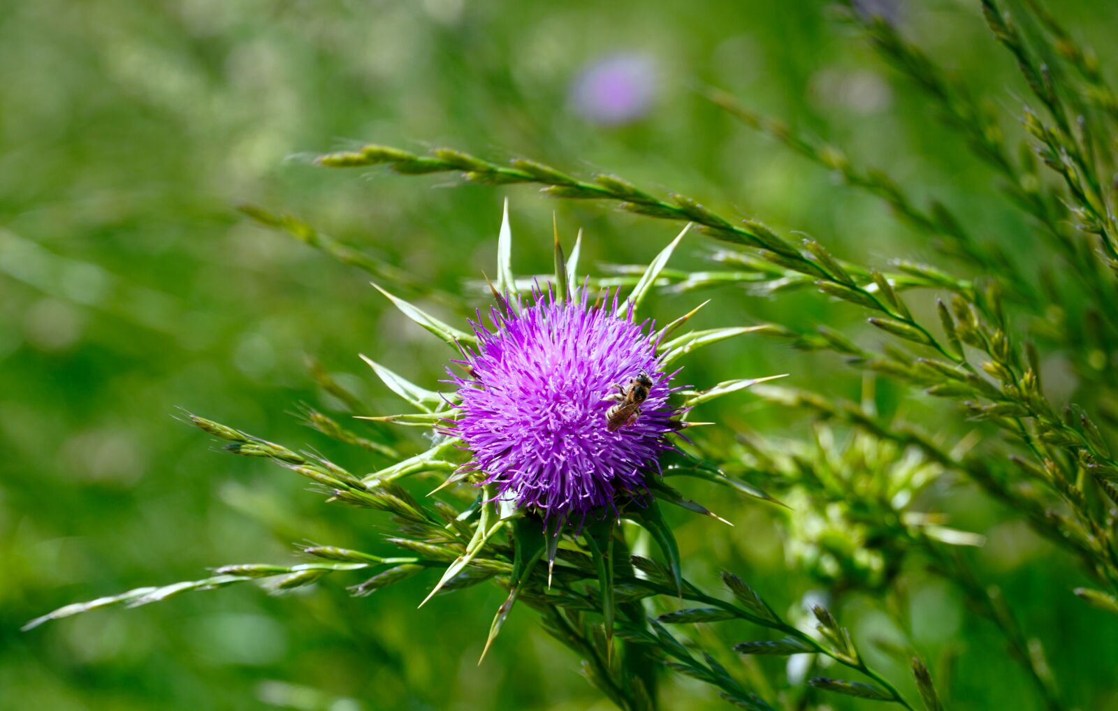Sony E PZ 18-105mm F4 G OSS sample photo. Thistle, flower, plant photography
