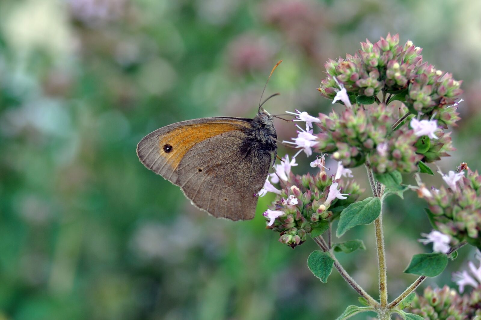 Nikon D90 sample photo. Butterfly, insect, plant photography