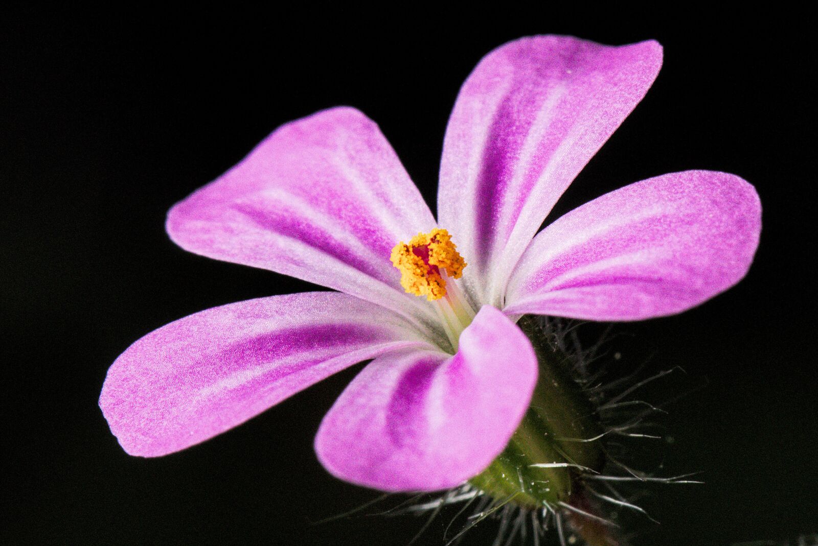 Canon EOS M5 sample photo. Cranesbill, flower violet, macro photography