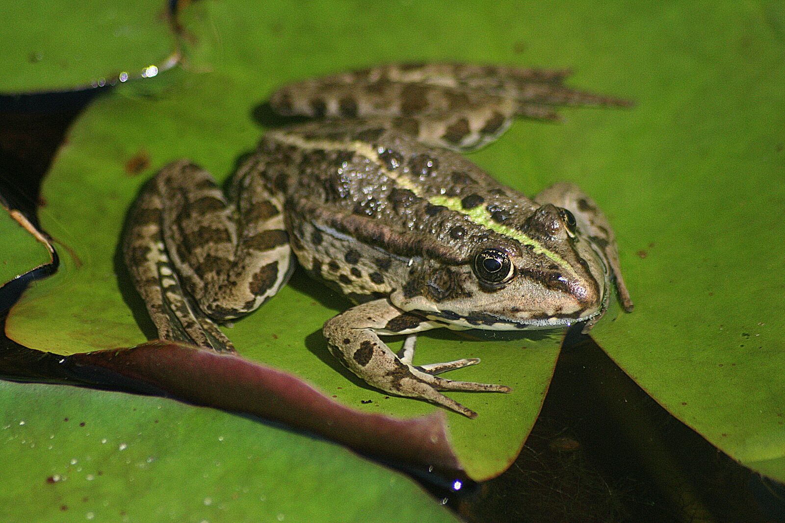 Canon EOS 350D (EOS Digital Rebel XT / EOS Kiss Digital N) sample photo. The marsh frog, frog photography