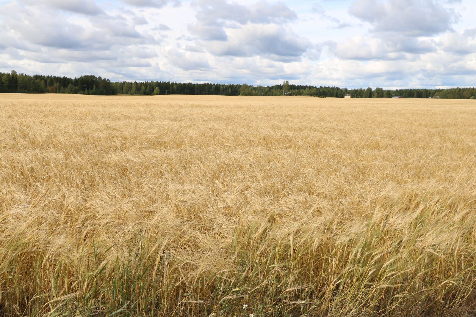 Canon EOS 750D (EOS Rebel T6i / EOS Kiss X8i) sample photo. Countryside, field, autumn photography