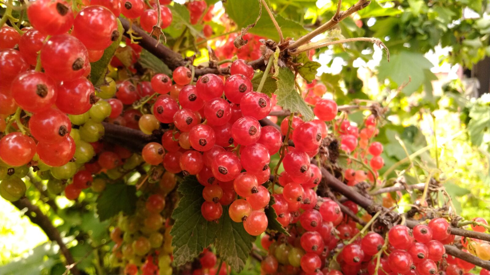 ASUS ZenFone 5 Lite (ZC600KL) sample photo. Currant, nature, garden photography