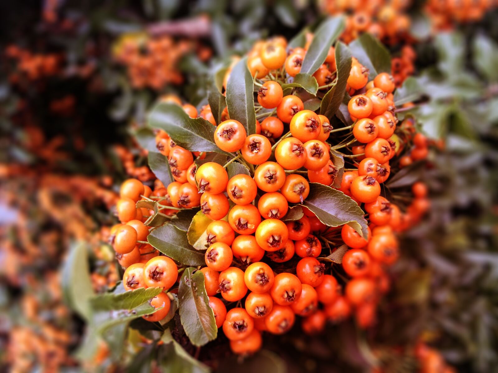iPhone 5c back camera 4.12mm f/2.4 sample photo. Autumn, color, colors of photography