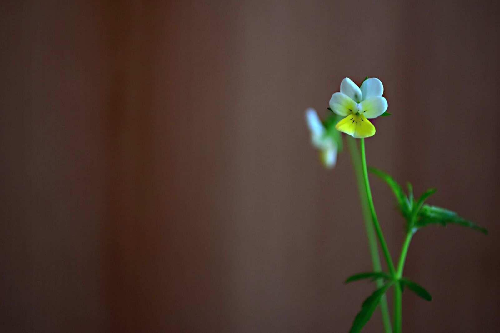 Nikon D5300 sample photo. Field bloom, meadow, sir photography