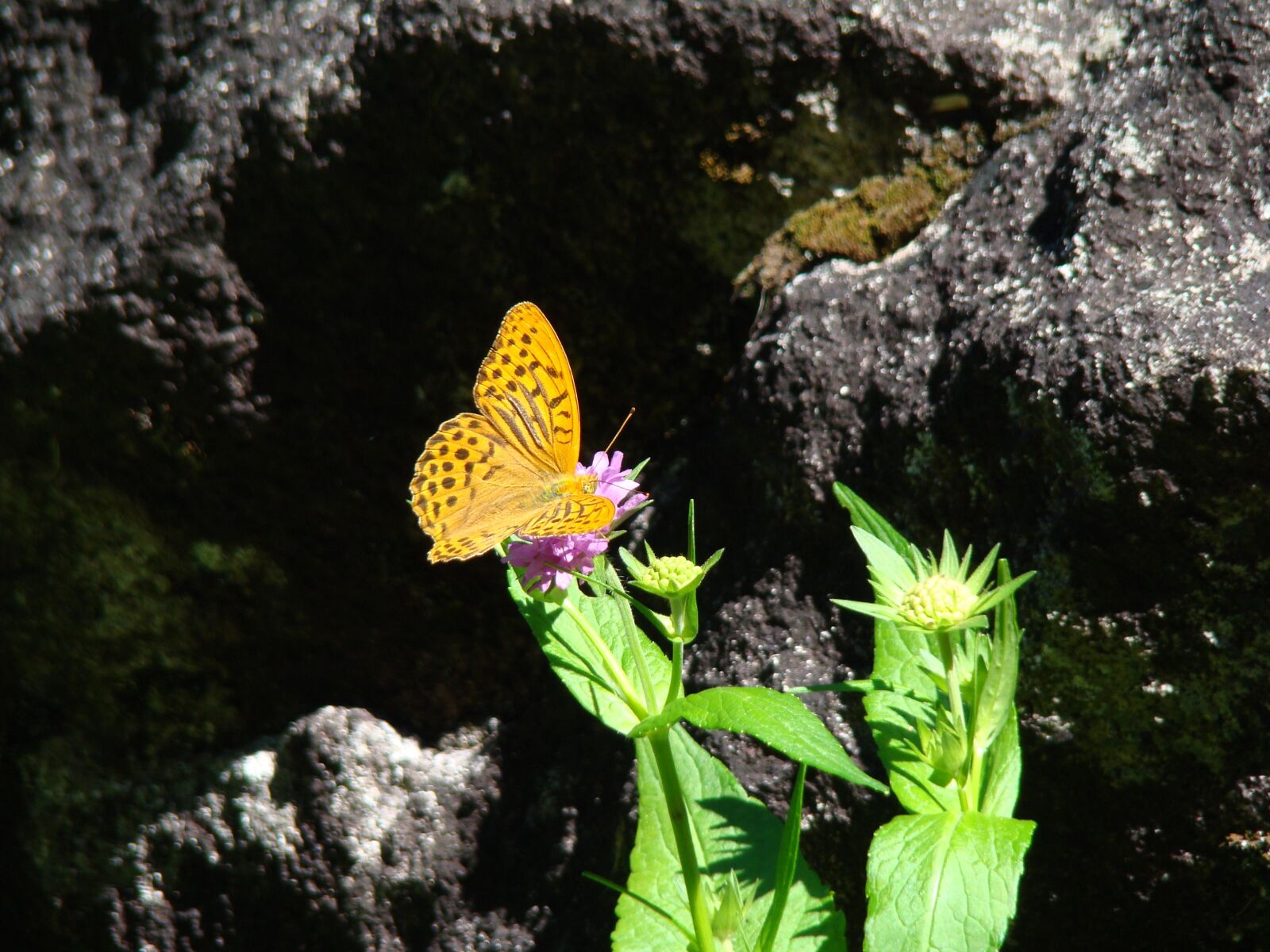 Sony DSC-H9 sample photo. Butterfly, macro, insect photography