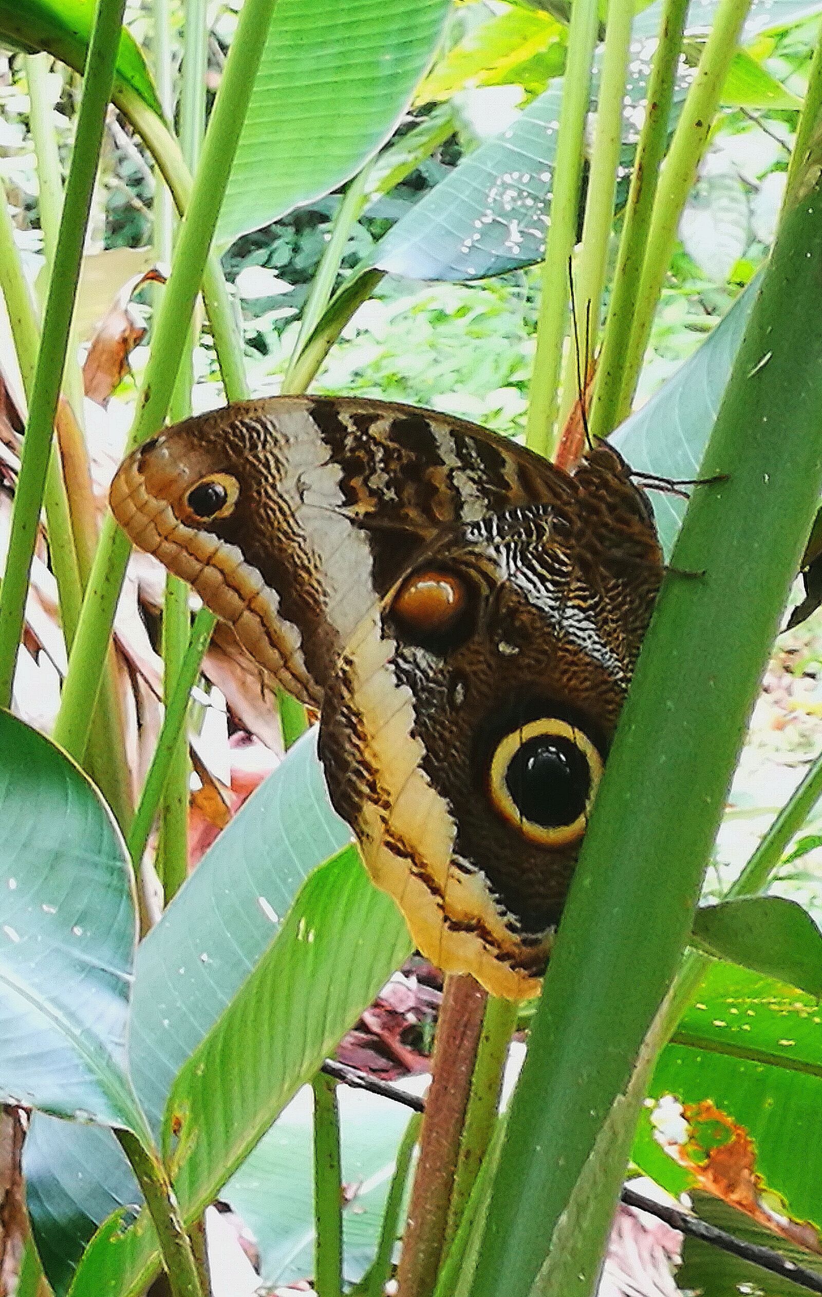 HUAWEI P9 Plus sample photo. Butterfly, nature, insect photography