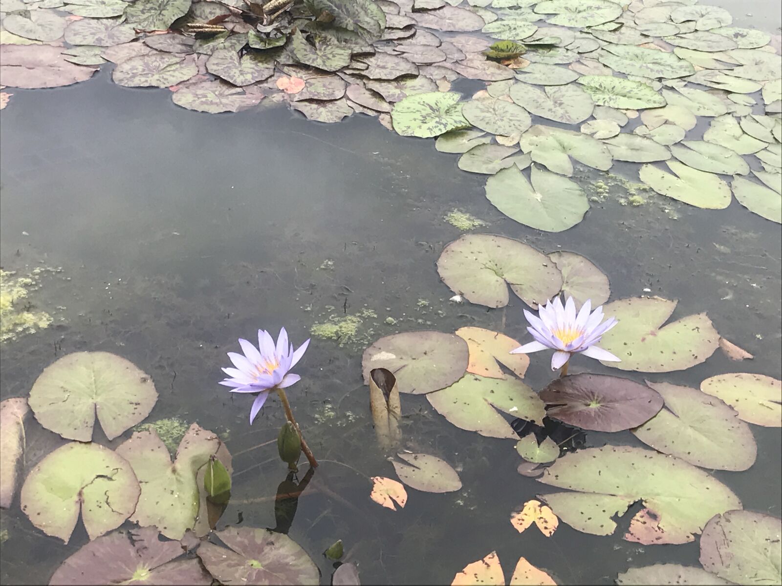 iPhone 7 back camera 3.99mm f/1.8 sample photo. Lotus, nature, pond photography