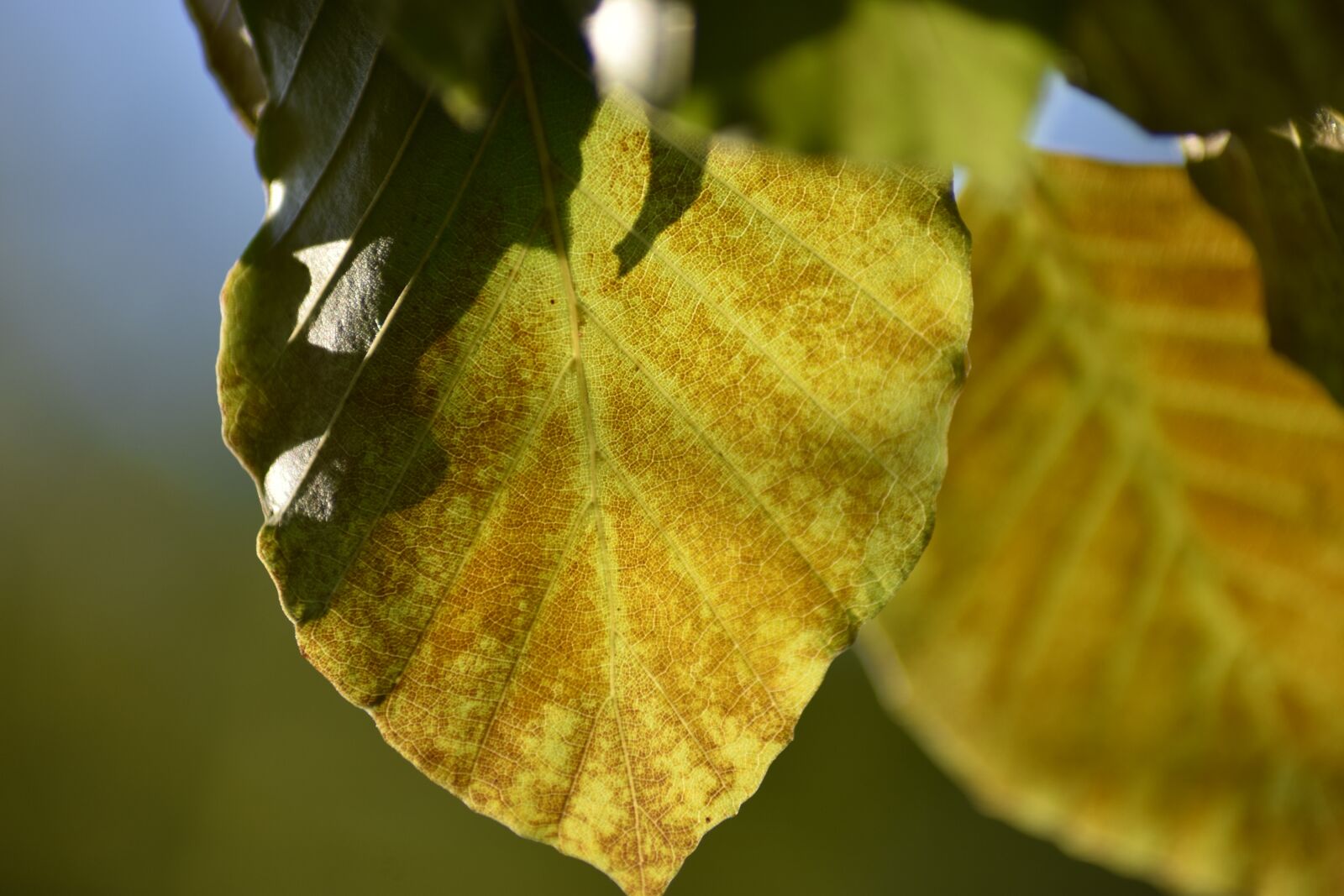Nikon D3500 sample photo. Leaf, nature, fall photography