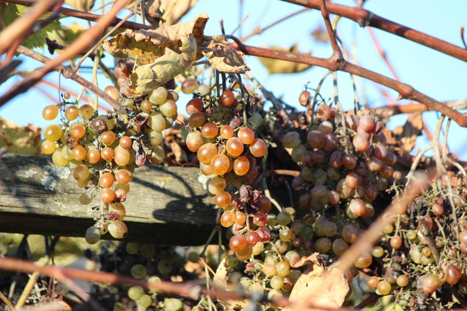 Canon EOS 600D (Rebel EOS T3i / EOS Kiss X5) + Canon EF-S 55-250mm F4-5.6 IS sample photo. Grapes, wine, vine photography