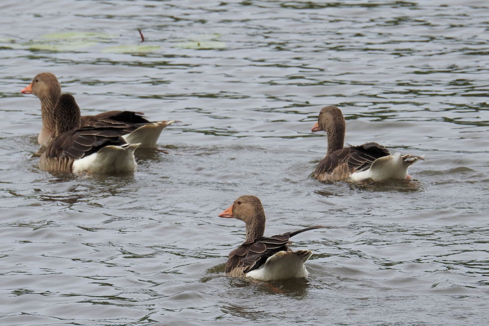 Nikon Coolpix P900 sample photo. Waterfowl, geese, lake photography