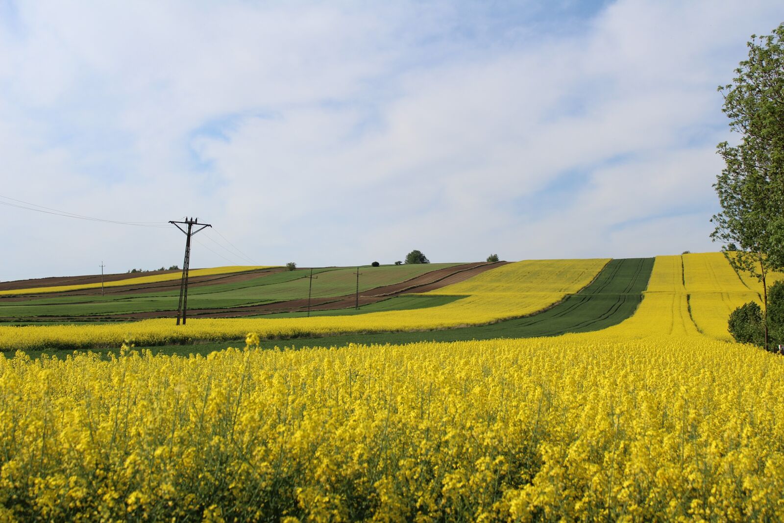 Canon EOS 1300D (EOS Rebel T6 / EOS Kiss X80) sample photo. Field, farm, landscape photography