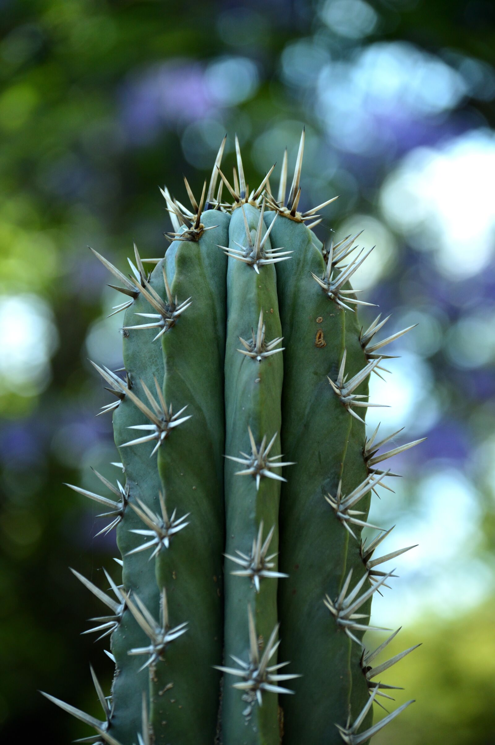 Nikon D3200 sample photo. Park, plant, green photography