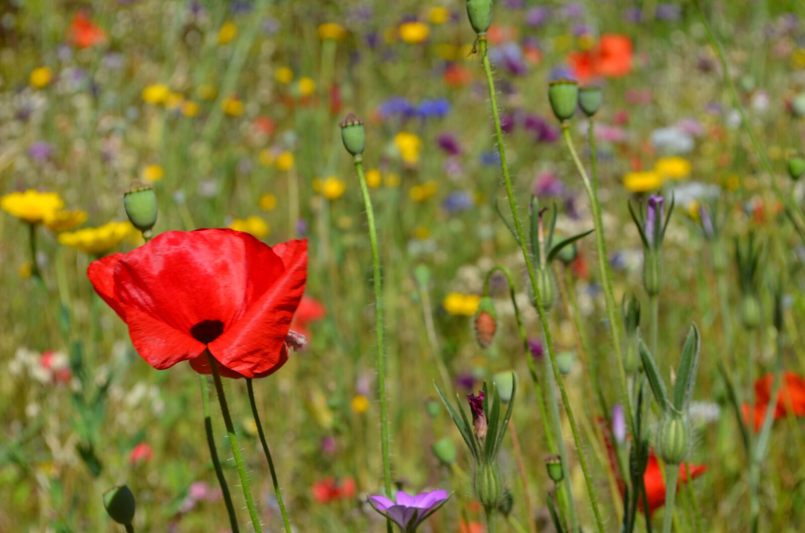 Nikon D5100 sample photo. Klatschmohn, flowers, display background photography