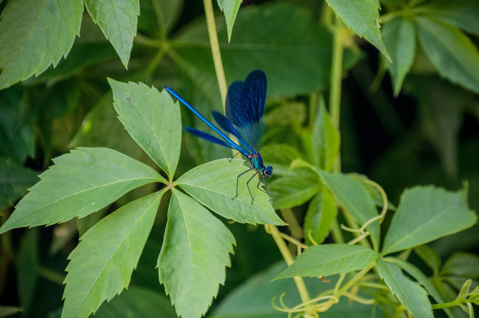 Nikon D300S sample photo. Nature, firefly, animal photography