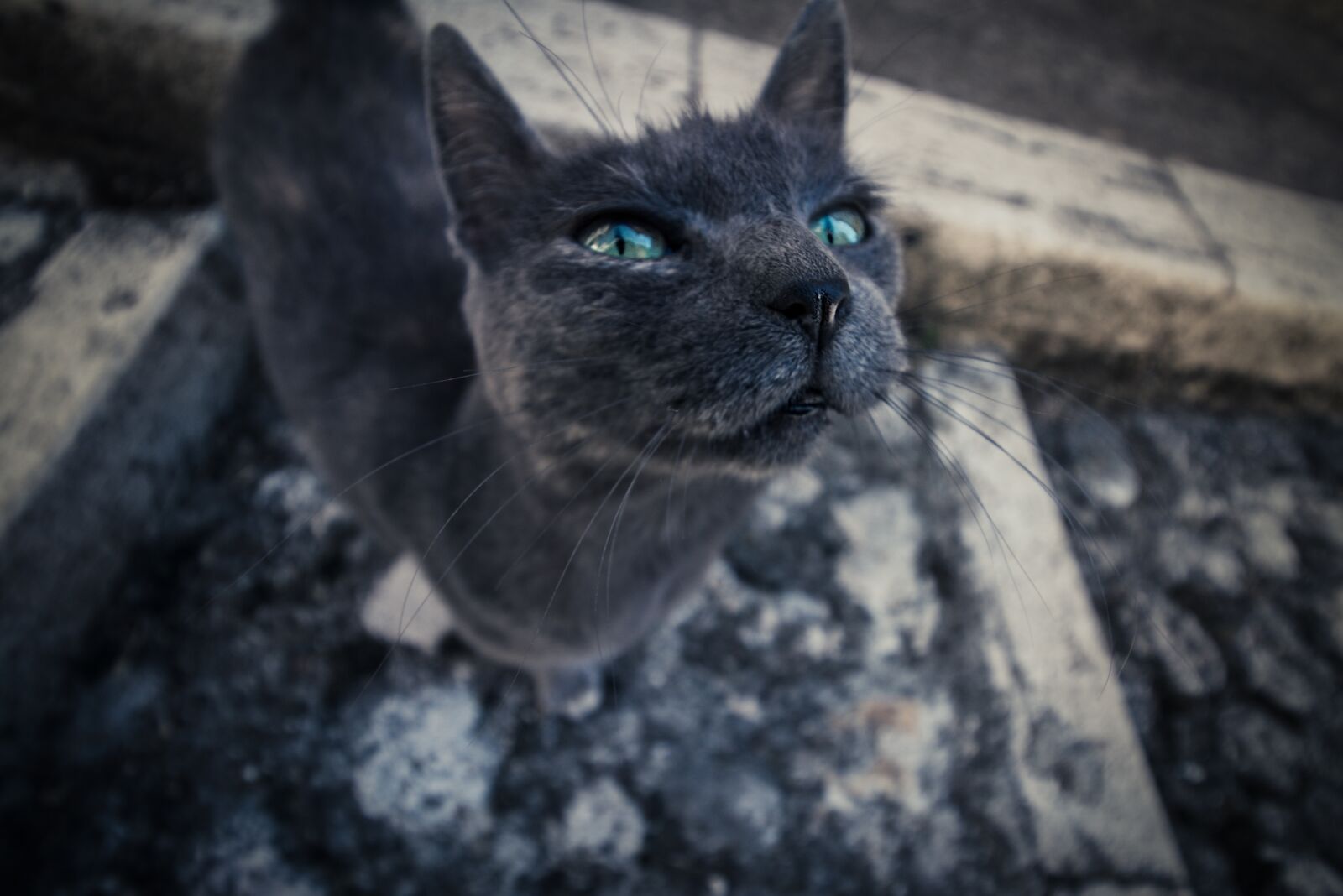 Canon EOS 1300D (EOS Rebel T6 / EOS Kiss X80) + Canon EF-S 10-18mm F4.5–5.6 IS STM sample photo. Cat, blue eyes, blue photography