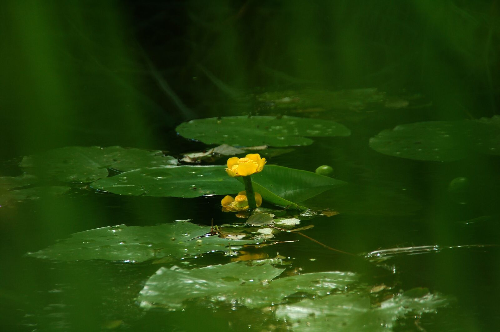 Nikon D50 sample photo. Leaves, water, ditch photography