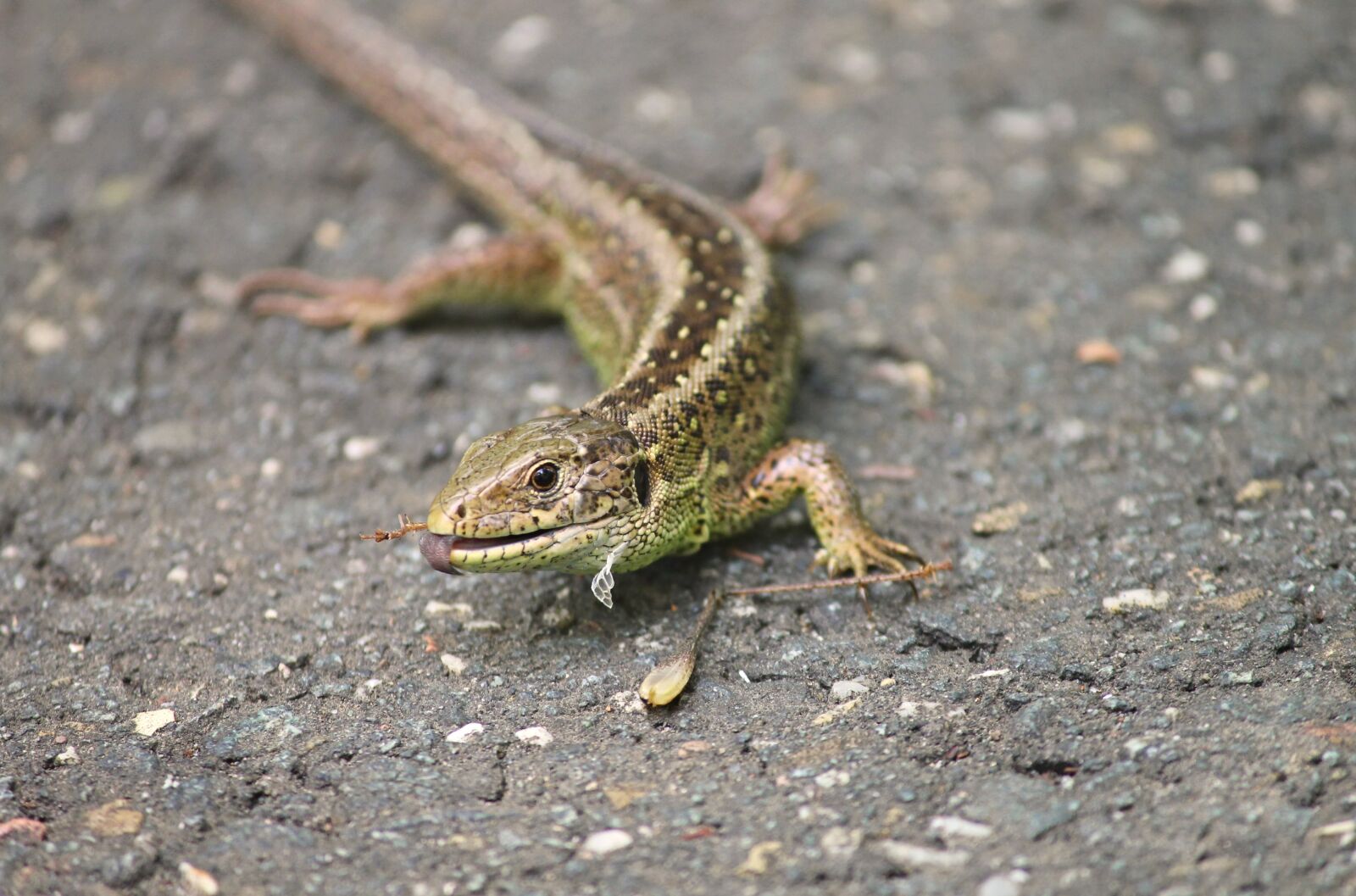 Canon EOS 1100D (EOS Rebel T3 / EOS Kiss X50) sample photo. Sand lizard, lizard, lacerta photography