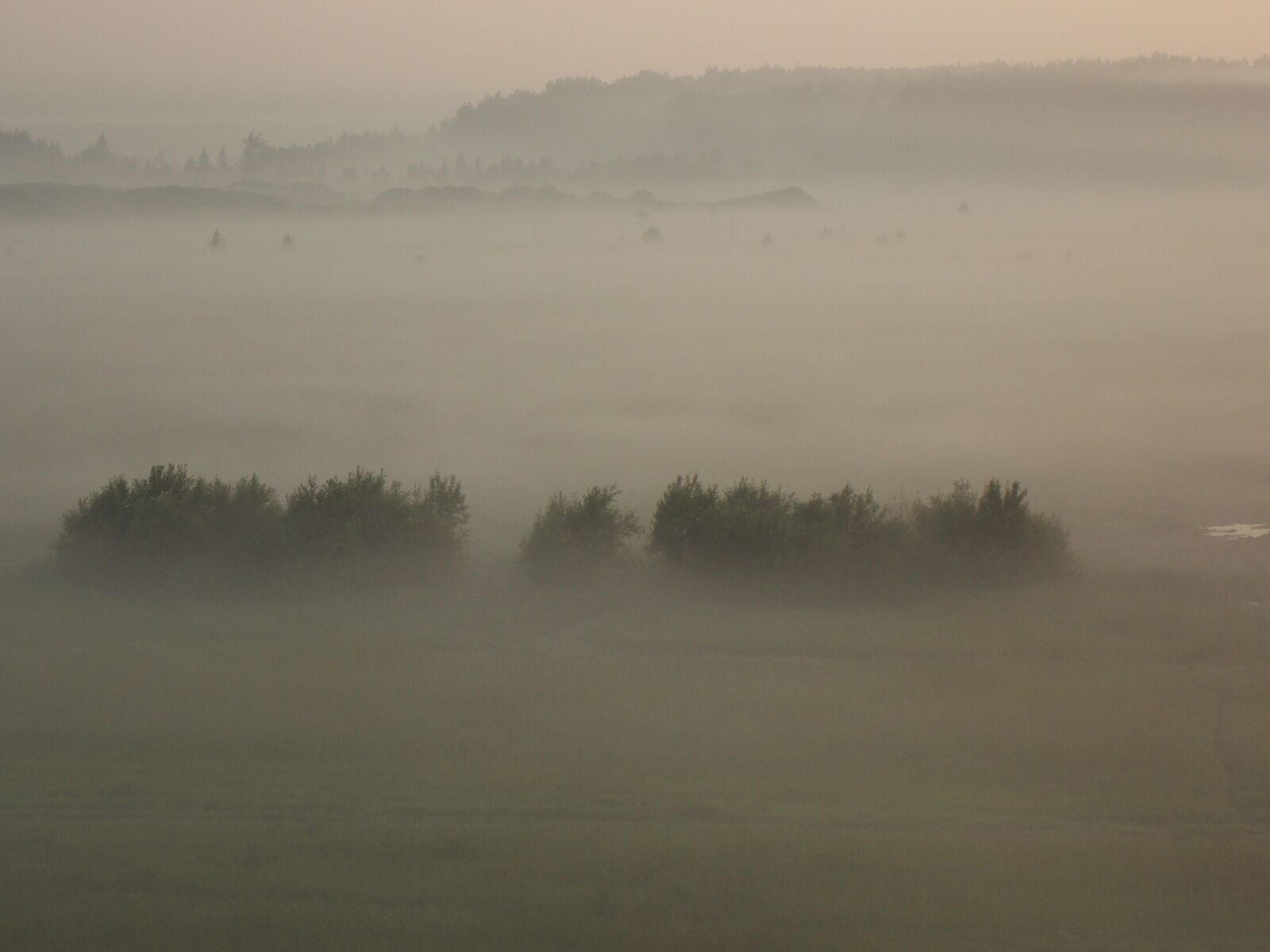 Nikon Coolpix L810 sample photo. Fog, forest, trees photography