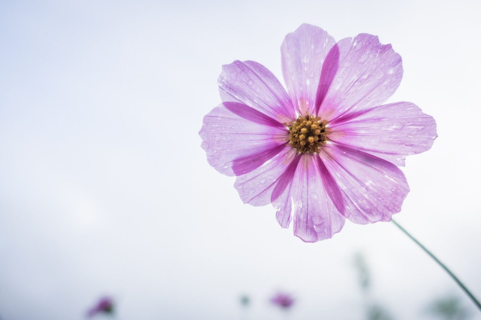 Sony Cyber-shot DSC-RX100 III sample photo. Cosmos flower, flower, garden photography