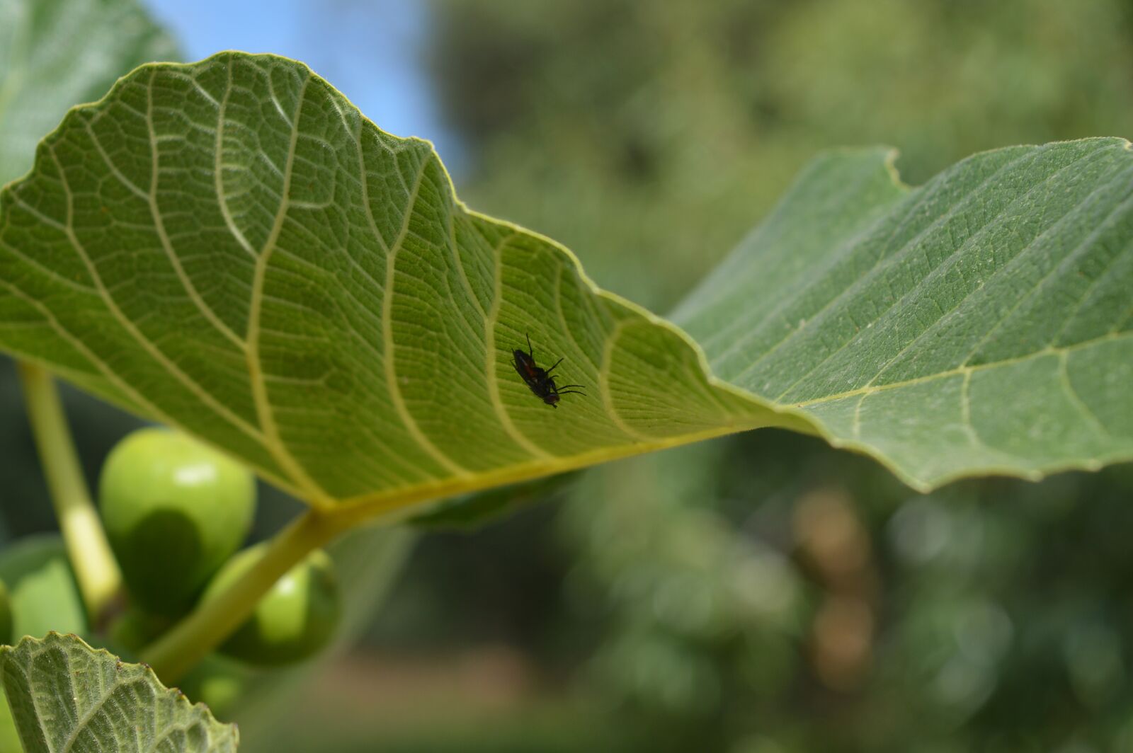 Nikon D3200 sample photo. Leaf, fig, nature photography