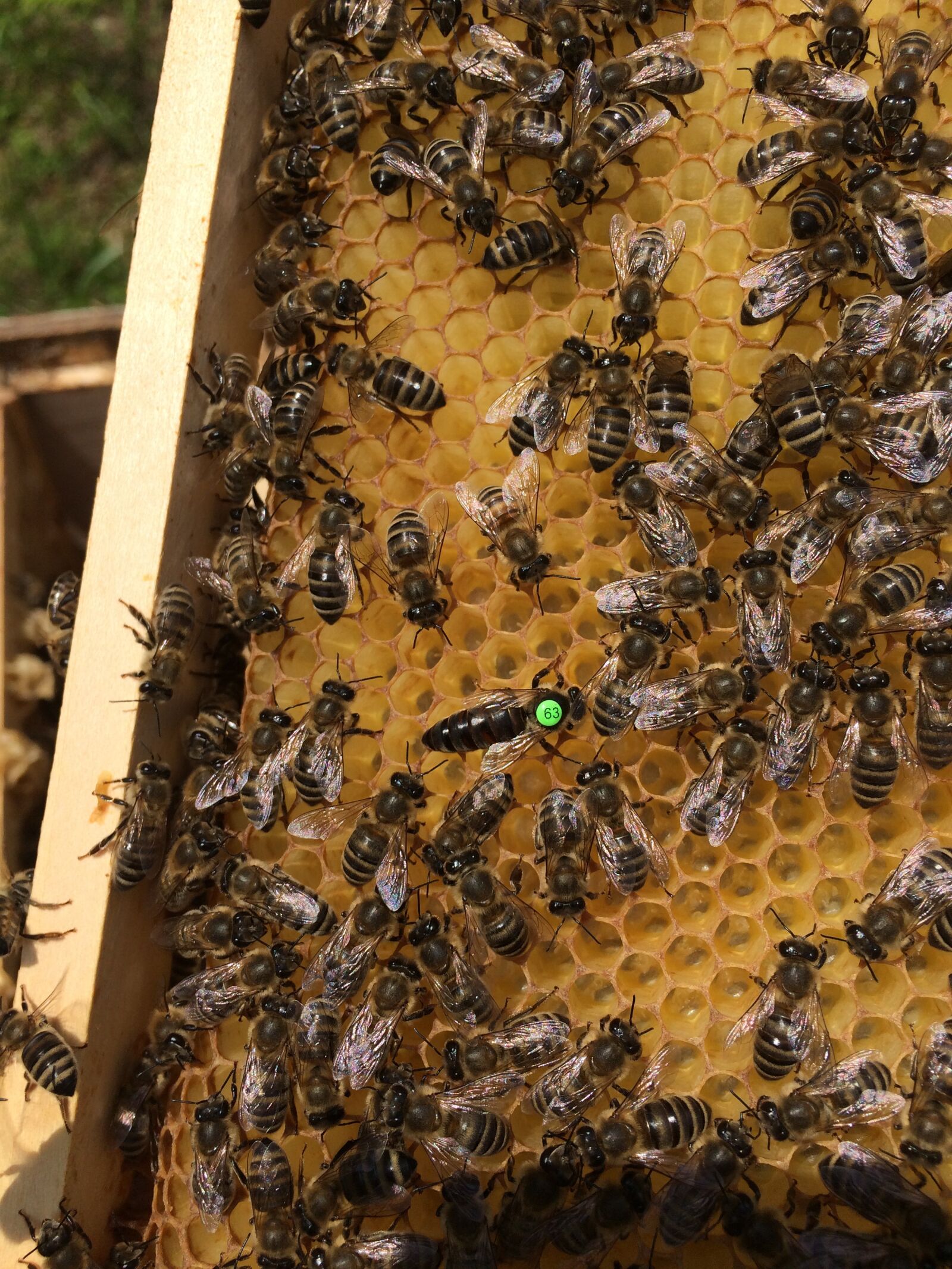Apple iPhone 5s sample photo. Honey bees, honeycomb, bee photography