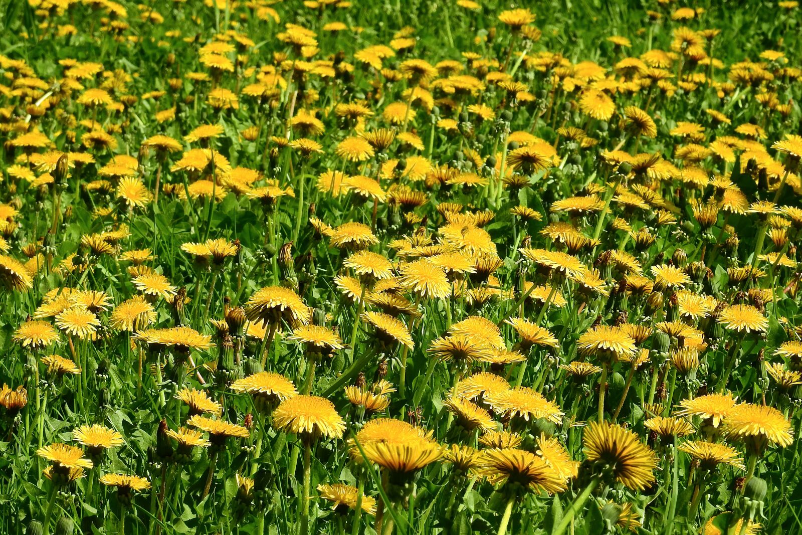 Nikon Coolpix P900 sample photo. Nature, spring, lawn photography