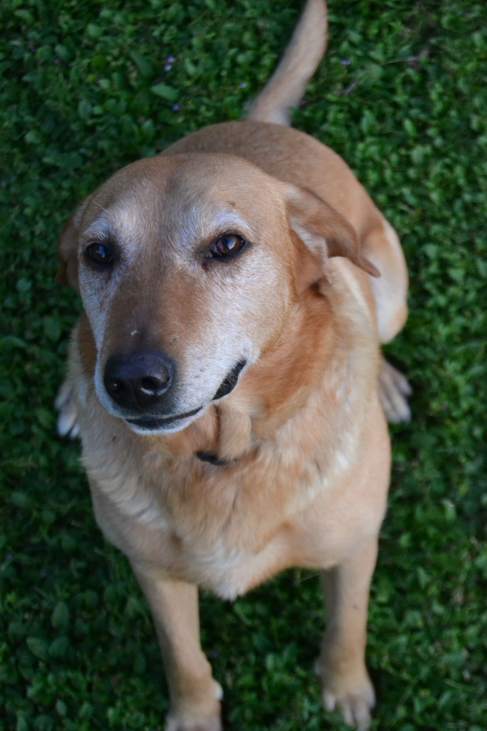Nikon D3100 sample photo. Dog, hairy photography