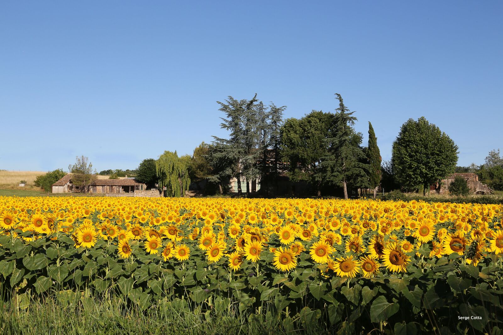 Canon EOS 5D Mark III sample photo. Landscape, fields, sunflower photography