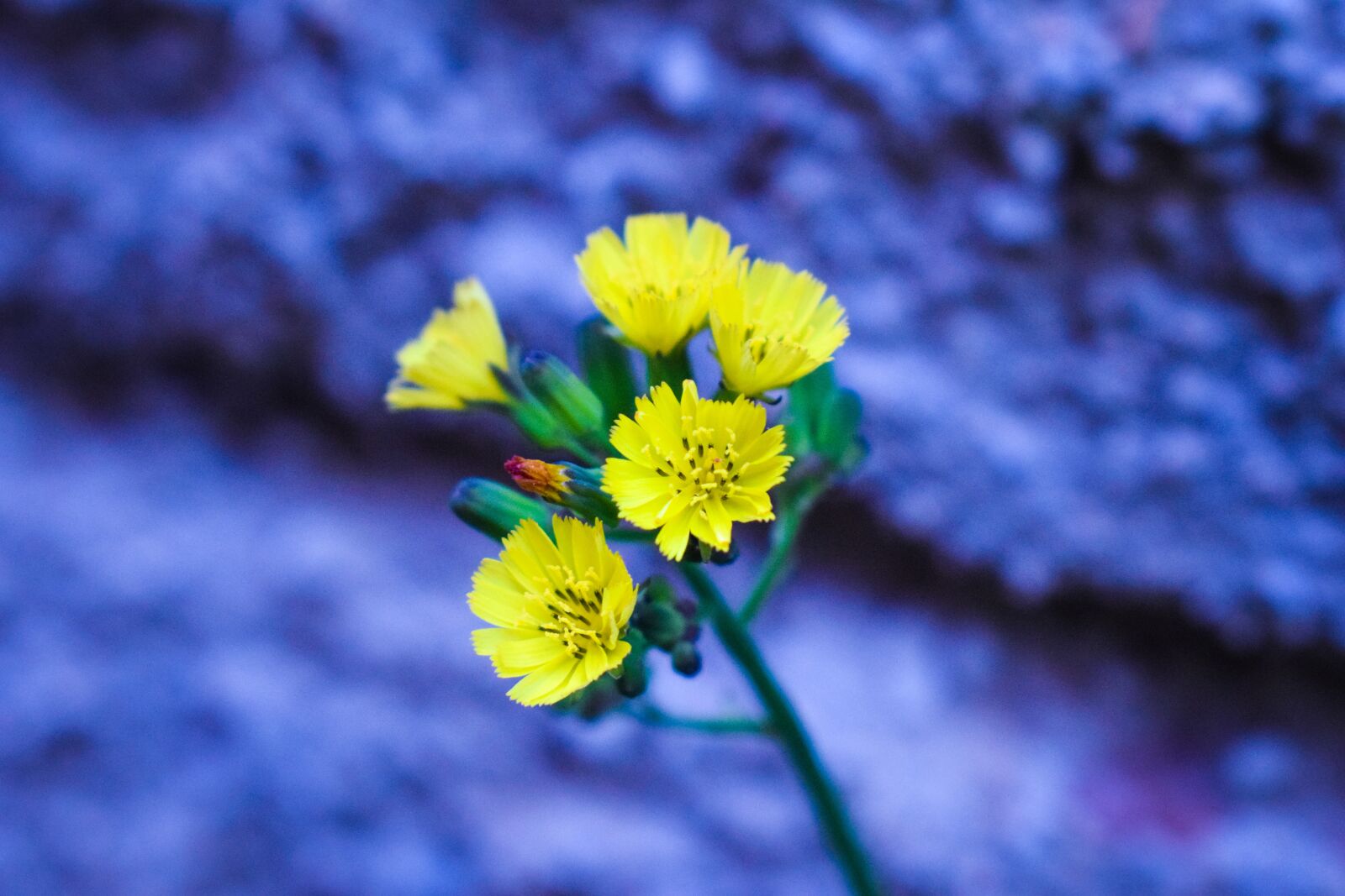 Nikon D3300 sample photo. Yellow flower, nature, color photography
