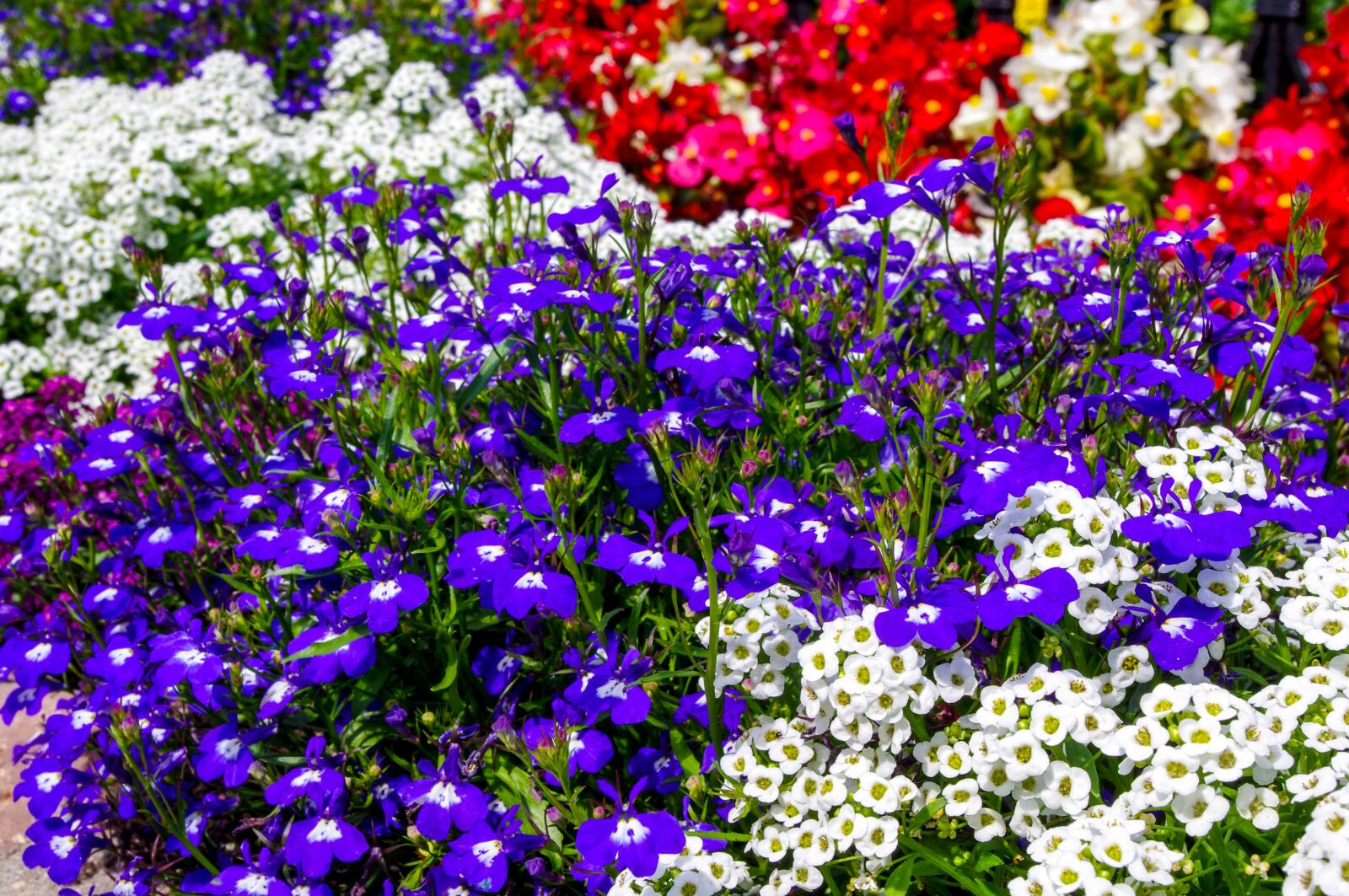 smc PENTAX-DA L 18-55mm F3.5-5.6 sample photo. Flower, garden, flowers photography