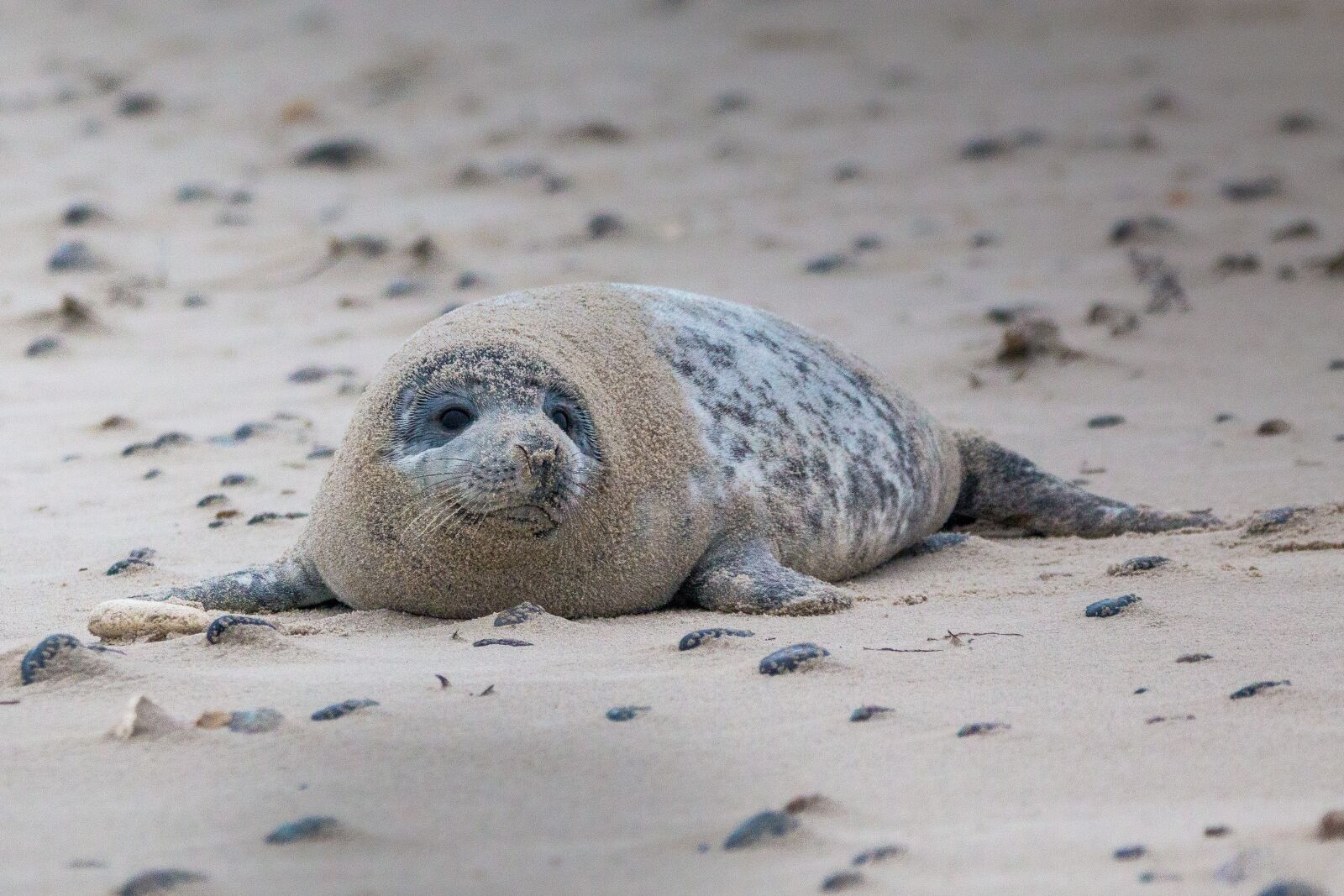 150-600mm F5-6.3 DG OS HSM | Contemporary 015 sample photo. Grey seal, robbe, halichoerus photography