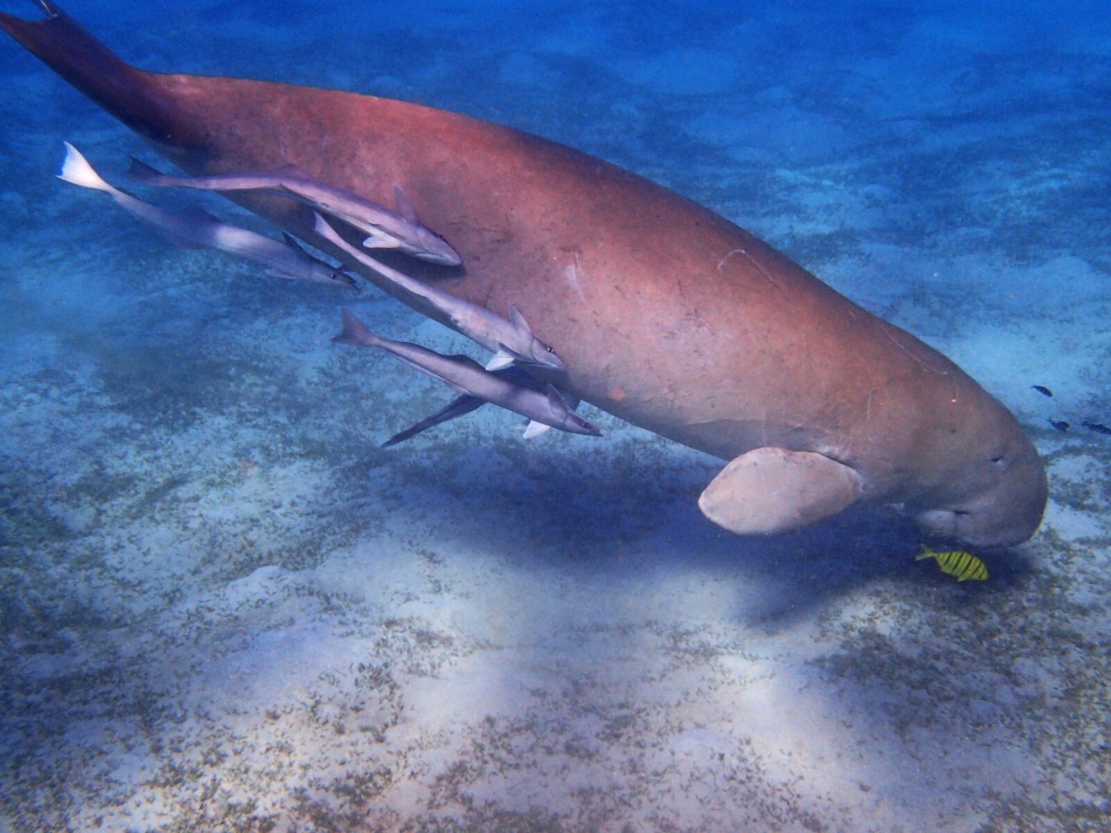 Olympus TG-4 sample photo. Manatee, dugong, underwater world photography