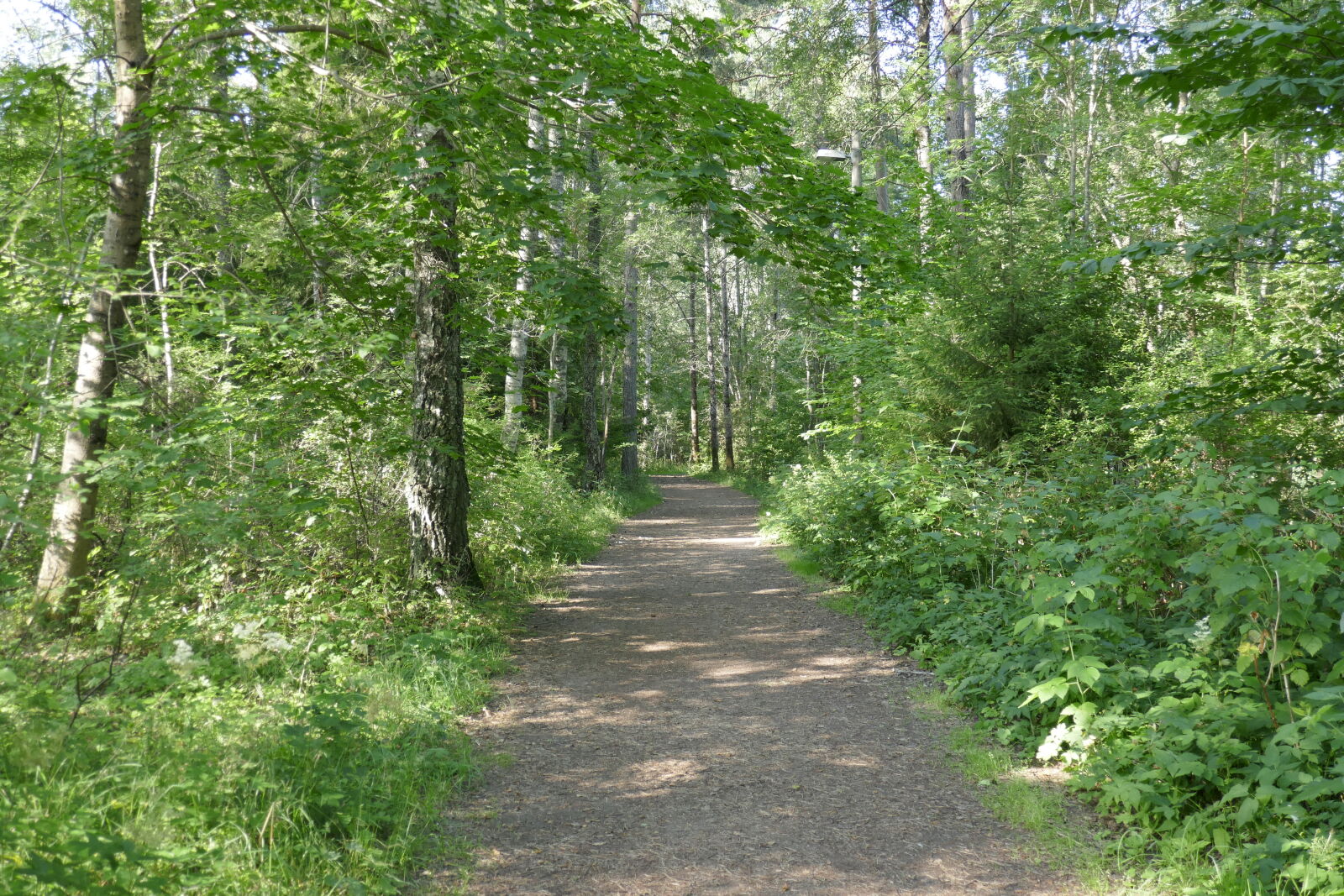Panasonic Lumix DMC-ZS100 (Lumix DMC-TZ100) sample photo. Forest, summer, trail photography