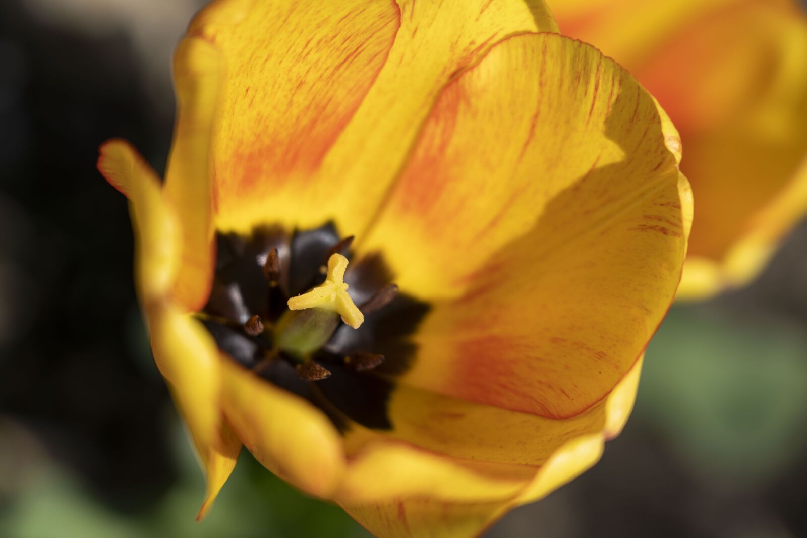 Sony FE 24-105mm F4 G OSS sample photo. Tulip, tulips, flower photography