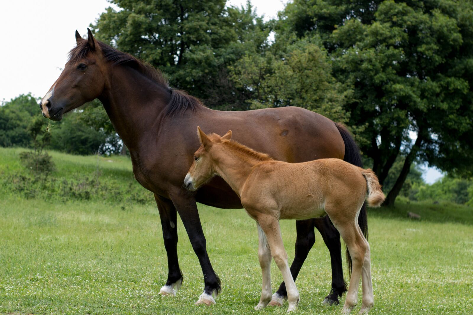 Canon EOS 550D (EOS Rebel T2i / EOS Kiss X4) sample photo. Horse, grass, nature photography