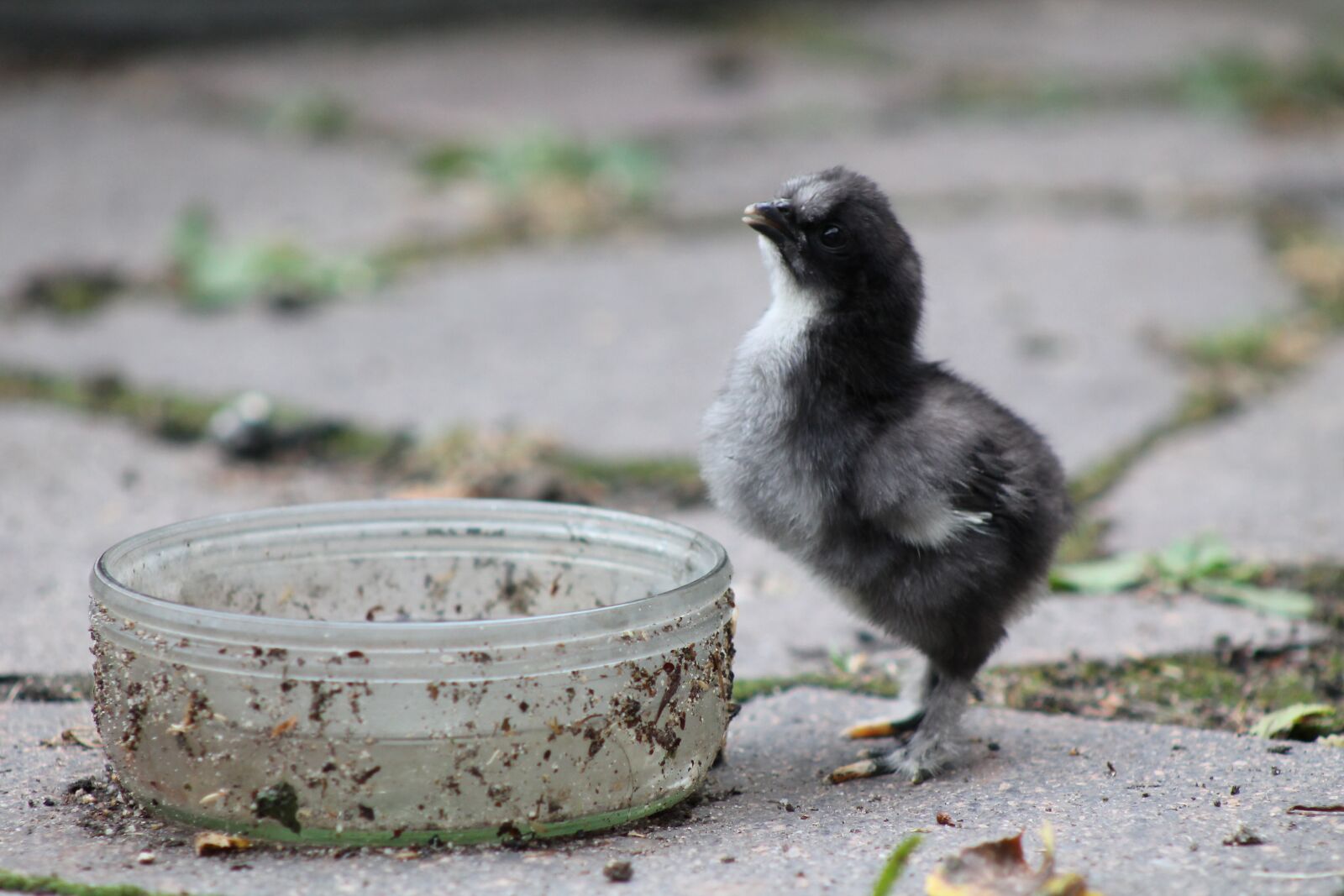 Canon EF75-300mm f/4-5.6 sample photo. Chicks, are chickens, small photography