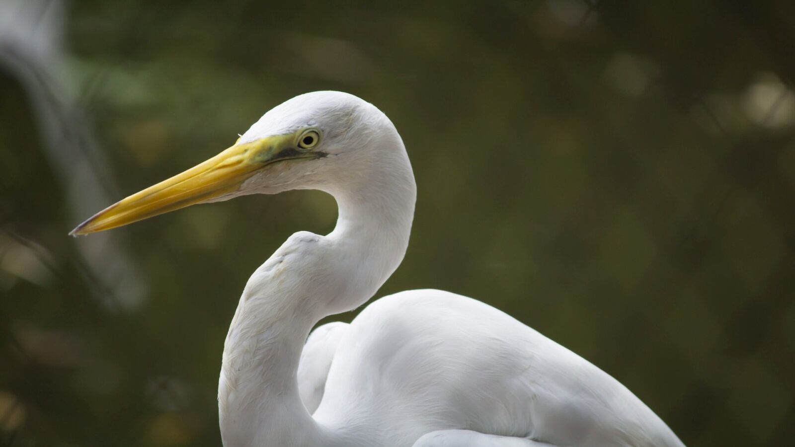 Canon EF-S 55-250mm F4-5.6 IS II sample photo. Crane, bird, white photography