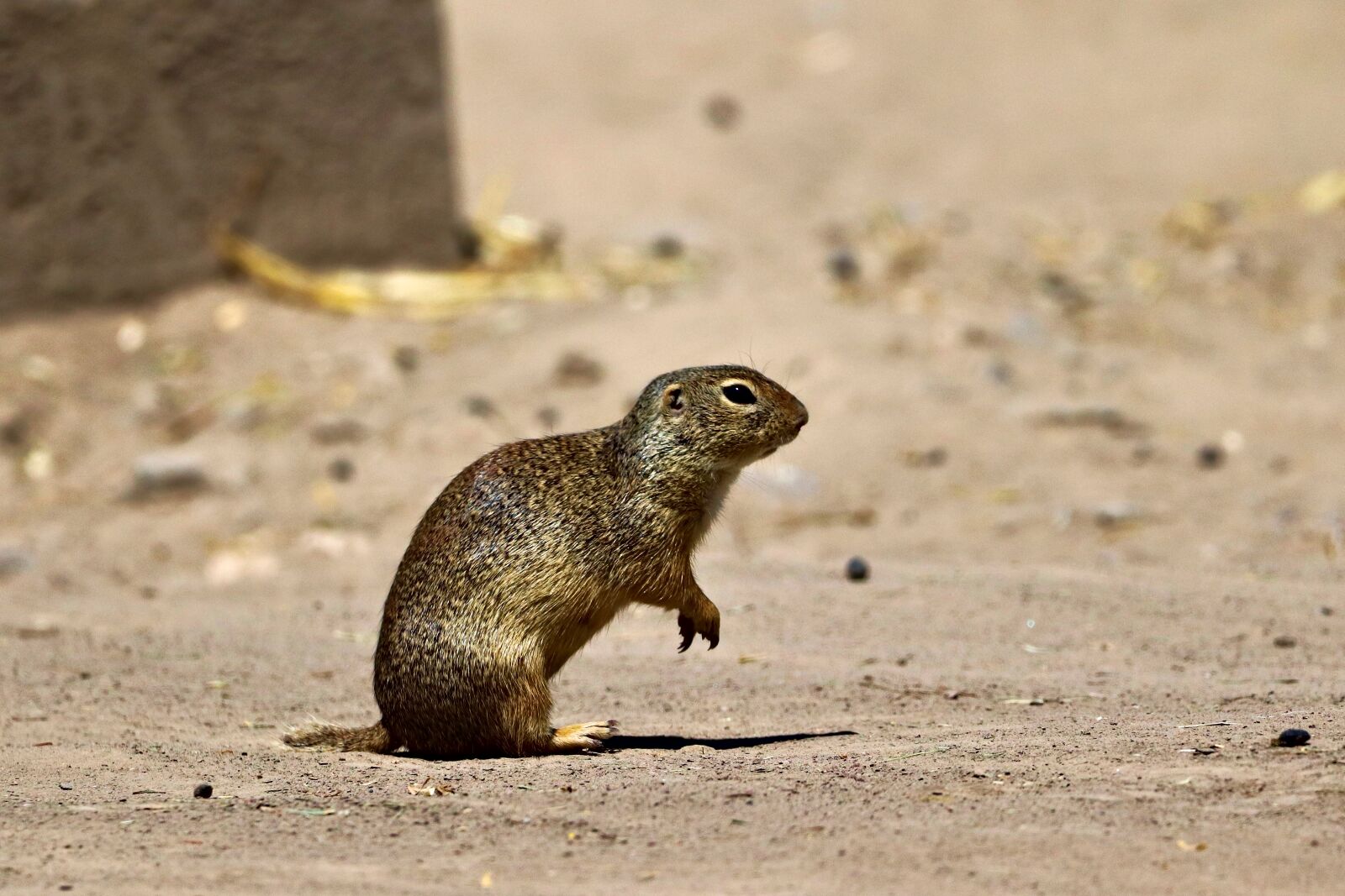 150-600mm F5-6.3 DG OS HSM | Contemporary 015 sample photo. Gopher, rodent, desert photography