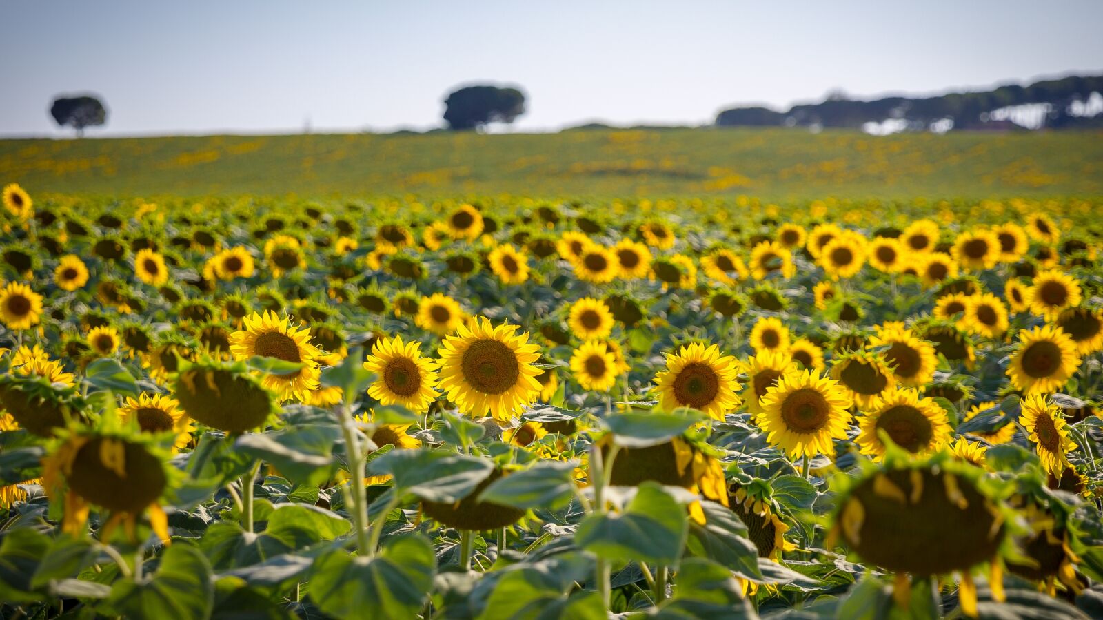 Canon EOS 6D Mark II sample photo. Sunflower, sun, summer photography