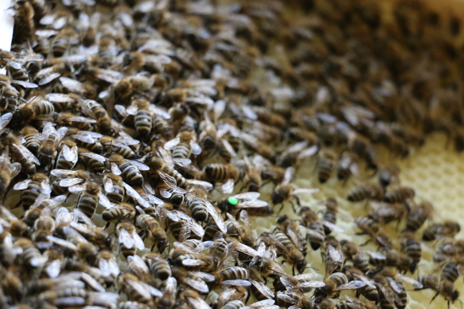 Canon EOS 70D sample photo. Bees, combs, insect photography